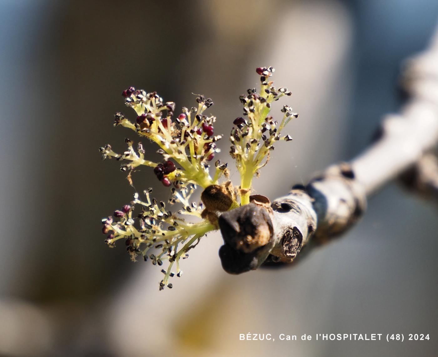 Ash, Narrow-leaved flower